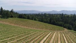 5.7K aerial stock footage fly low over fields of grapevines toward trees, Hood River, Oregon Aerial Stock Footage | DX0001_017_015