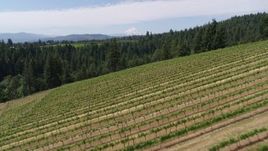 5.7K aerial stock footage of flying over grapevines at Phelps Creek Vineyards with a view of Mount Hood, Hood River, Oregon Aerial Stock Footage | DX0001_017_023