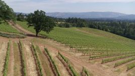 5.7K aerial stock footage of flying over hillside grapevines at Phelps Creek Vineyards in Hood River, Oregon Aerial Stock Footage | DX0001_017_028