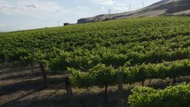 5.7K aerial stock footage of flying low over grapevines at Maryhill Winery in Goldendale, Washington Aerial Stock Footage | DX0001_019_019