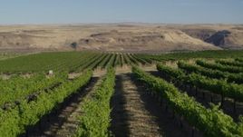 5.7K aerial stock footage fly over the Maryhill Winery vineyard toward Columbia River in Goldendale, Washington Aerial Stock Footage | DX0001_019_025
