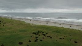 4K aerial stock footage approach and pan across on the beach in Long Beach, Washington Aerial Stock Footage | DX0002_148_009