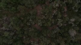 5.7K aerial stock footage of a bird's eye view of forest trees in Orlando, Florida Aerial Stock Footage | DX0003_234_032