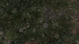 5.7K aerial stock footage of a bird's eye view of trees in a forest, Orlando, Florida Aerial Stock Footage | DX0003_234_037