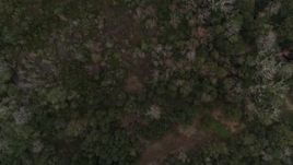 5.7K aerial stock footage fly above trees to edge of forest, Orlando, Florida Aerial Stock Footage | DX0003_234_048
