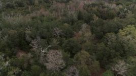 5.7K aerial stock footage fly low over forest trees, Orlando, Florida Aerial Stock Footage | DX0003_234_050