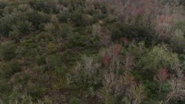 5.7K aerial stock footage a reverse view of forest trees, Orlando, Florida Aerial Stock Footage | DX0003_234_051