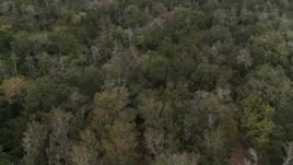 5.7K aerial stock footage of panning over forest trees, Orlando, Florida Aerial Stock Footage | DX0003_234_052