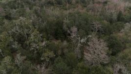 5.7K aerial stock footage slowly flying over treetops in the forest, Orlando, Florida Aerial Stock Footage | DX0003_234_060