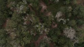 5.7K aerial stock footage looking down on trees while flying over forest, Orlando, Florida Aerial Stock Footage | DX0003_234_062