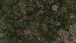 5.7K aerial stock footage of trees in a forest, descend at edge, Orlando, Florida Aerial Stock Footage | DX0003_234_065
