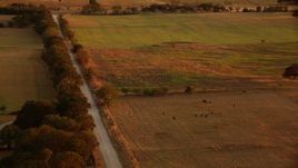 HD stock footage aerial video of farmland and country road, tilt to grazing cows at sunset in Texas Aerial Stock Footage | HDA12_156