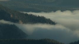 HD stock footage aerial video of a fog bank and evergreens on slopes at sunrise, Rocky Mountains, Colorado Aerial Stock Footage | HDA13_438