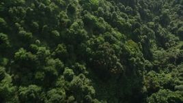 5K stock footage video fly over dense forest on Hong Kong Island, China Aerial Stock Footage | SS01_0106