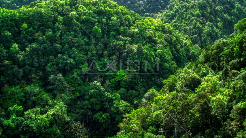 A view of the lush jungle and mountains in the Karst Forest, Puerto Rico  Aerial Stock Photo AX101_055.0000000F | Axiom Images