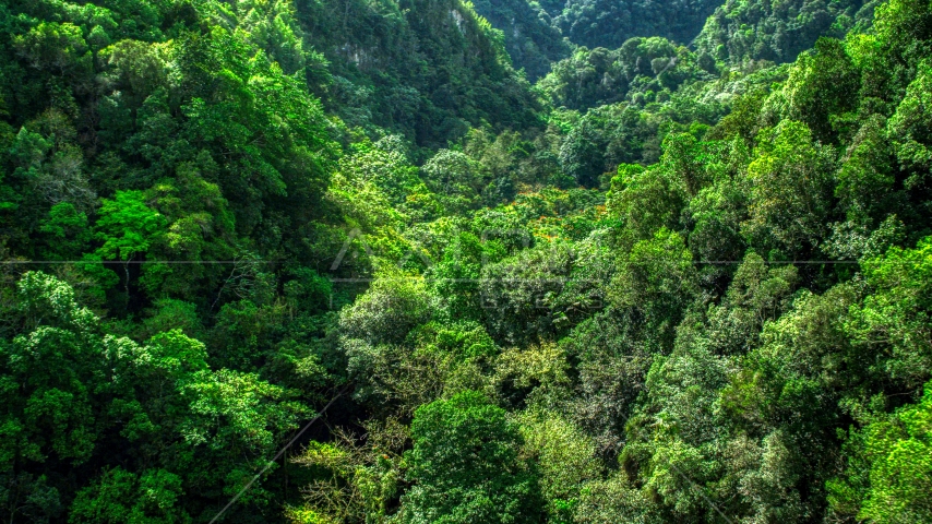 Dense jungle covering karst mountains in the Karst Forest, Puerto Rico  Aerial Stock Photo AX101_055.0000215F | Axiom Images