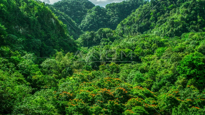 Dense jungle, Karst Forest, Puerto Rico  Aerial Stock Photo AX101_056.0000223F | Axiom Images