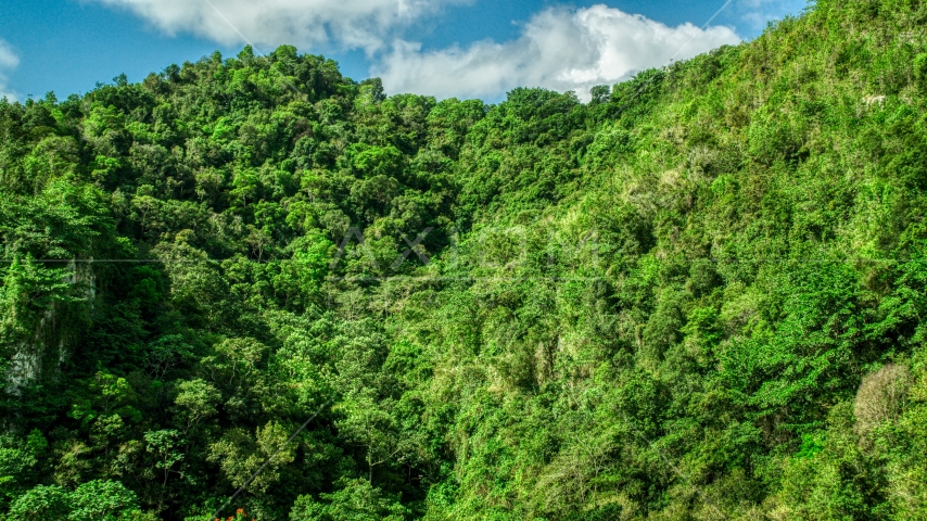 Mountain covered in jungle in the Karst Forest, Puerto Rico  Aerial Stock Photo AX101_058.0000069F | Axiom Images