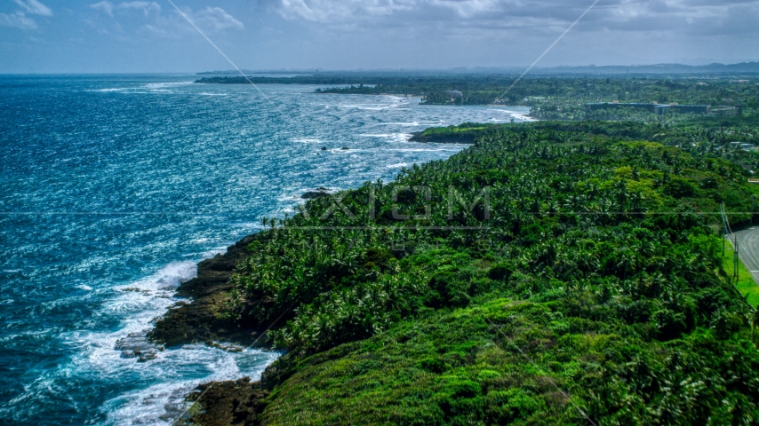 Palm tree covered coast and blue water, Vega Alta, Puerto Rico Aerial Stock Photo AX101_211.0000000F | Axiom Images