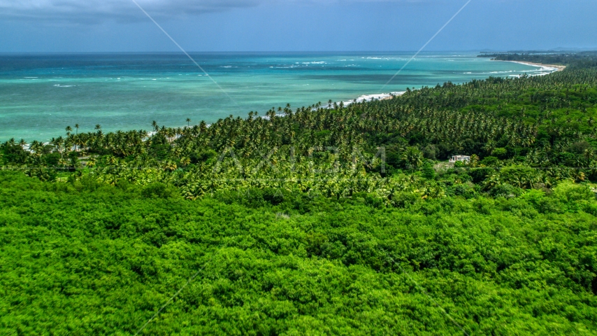 Palm trees on the coast by beautiful turquoise ocean, Loiza, Puerto Rico  Aerial Stock Photo AX102_027.0000050F | Axiom Images