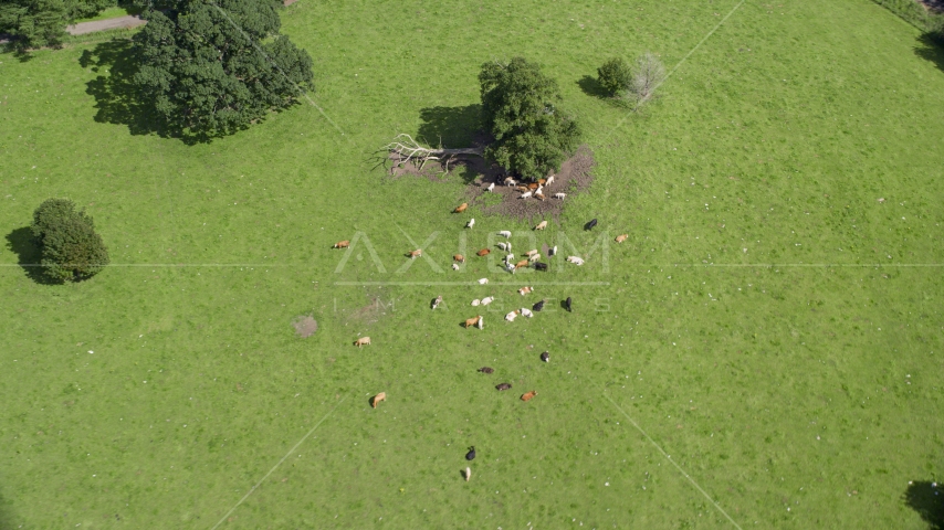 Cattle on a farm in Doune, Scotland Aerial Stock Photo AX109_088.0000067F | Axiom Images