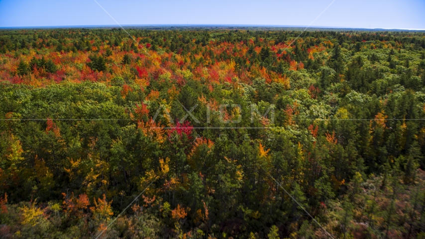 Colorful autumn trees in a forest, Biddeford, Maine Aerial Stock Photo AX147_285.0000017 | Axiom Images