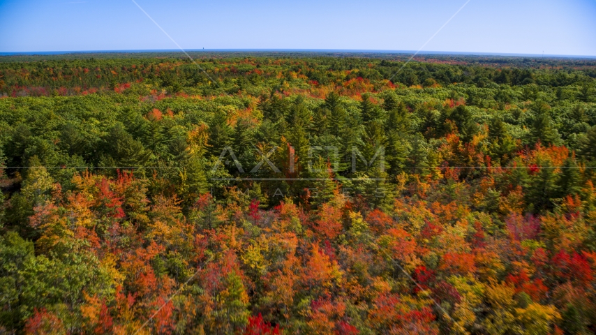 A forest with colorful fall leaves on the trees in autumn, Biddeford, Maine Aerial Stock Photo AX147_287.0000088 | Axiom Images
