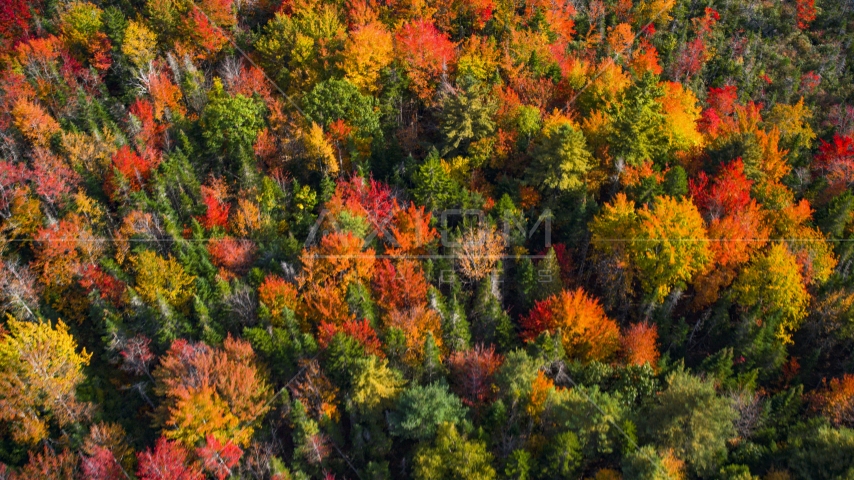 A colorful forest in autumn, Cushing, Maine Aerial Stock Photo AX148_051.0000000 | Axiom Images