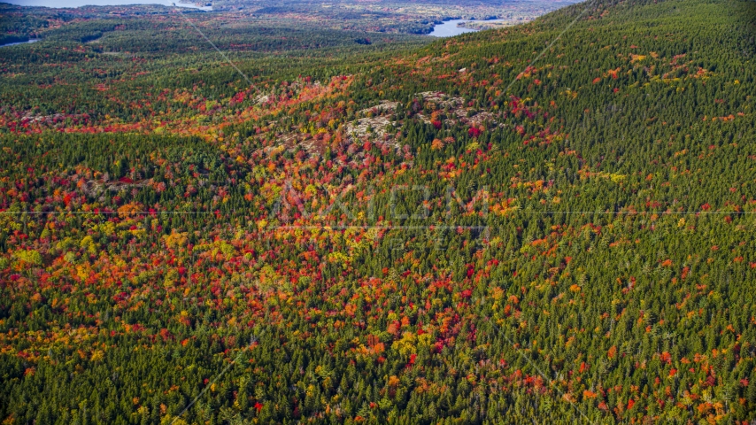 A colorful forest in autumn, Mount Desert Island, Tremont, Maine Aerial Stock Photo AX148_158.0000000 | Axiom Images