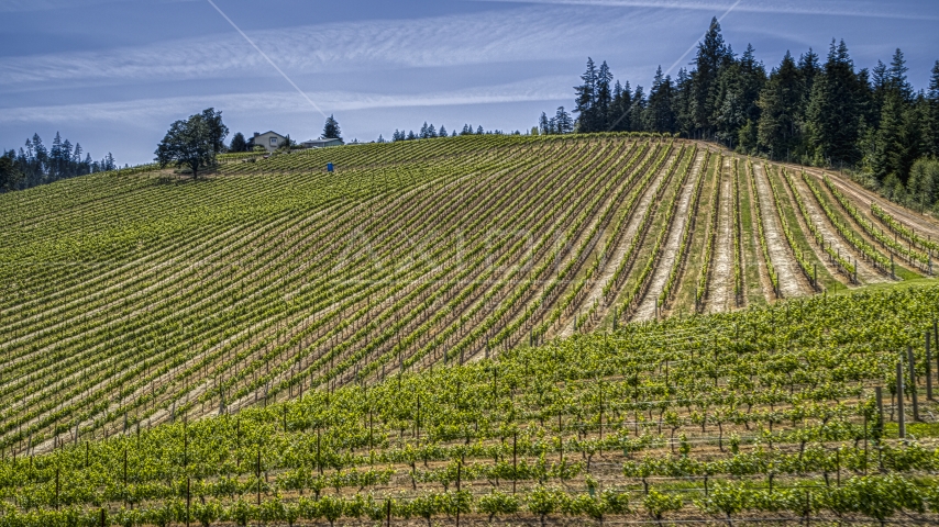 Rows of grapevines growing at a hillside vineyard in Hood River, Oregon Aerial Stock Photo DXP001_009_0001 | Axiom Images