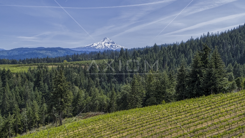 Snowy Mount Hood seen from hillside Phelps Creek Vineyards in Hood River, Oregon Aerial Stock Photo DXP001_009_0003 | Axiom Images