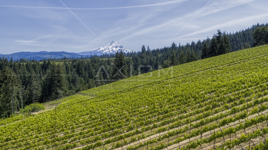 Mount Hood in the distance, seen from hillside Phelps Creek Vineyards in Hood River, Oregon Aerial Stock Photo DXP001_009_0004 | Axiom Images