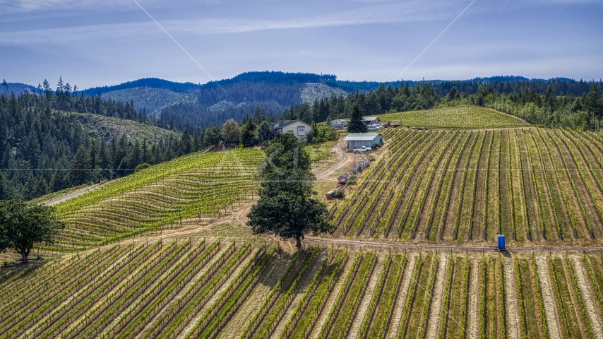 Grapevines on hillside Phelps Creek Vineyards in Hood River, Oregon Aerial Stock Photo DXP001_009_0005 | Axiom Images