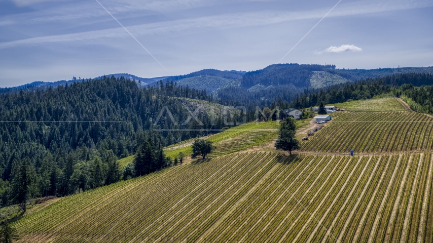 A view of grapevines on hillside Phelps Creek Vineyards in Hood River, Oregon Aerial Stock Photo DXP001_009_0006 | Axiom Images