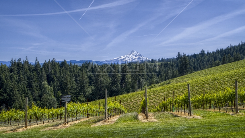 Rows of grapevines with a view of Mount Hood, Hood River, Oregon Aerial Stock Photo DXP001_009_0007 | Axiom Images