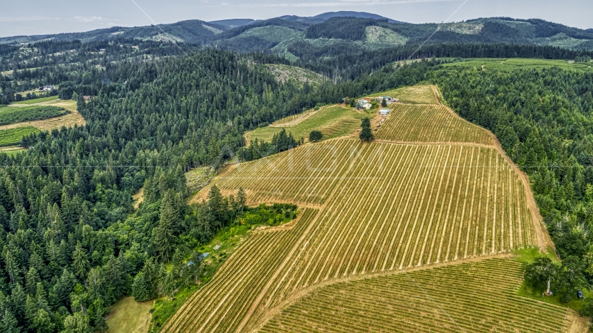 Rows of grapevines at a vineyard in Hood River, Oregon Aerial Stock Photo DXP001_015_0001 | Axiom Images
