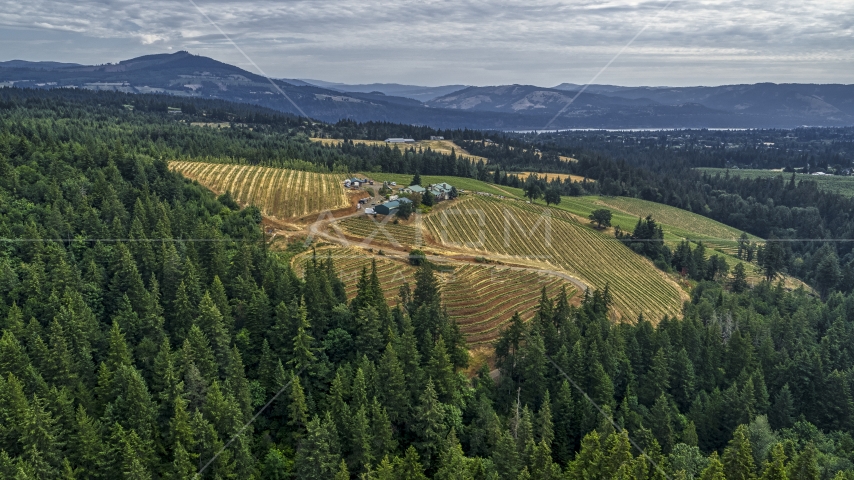 Rows of grapevines at a hillside vineyard in Hood River, Oregon Aerial Stock Photo DXP001_015_0002 | Axiom Images