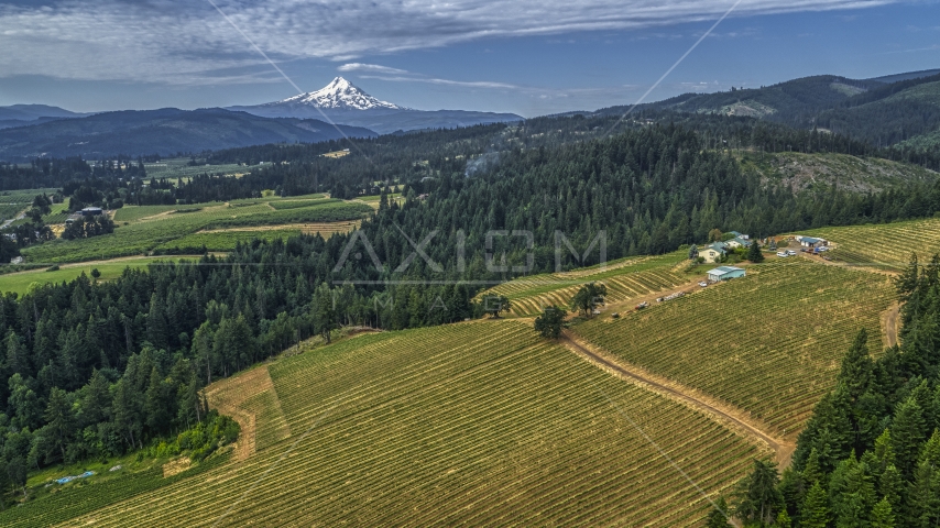 Rows of grapevines at a hillside vineyard in Hood River, Oregon, and Mt Hood in the distance Aerial Stock Photo DXP001_015_0003 | Axiom Images