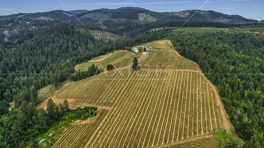 Rows of grapevines on a hillside at a vineyard in Hood River, Oregon Aerial Stock Photo DXP001_015_0004 | Axiom Images