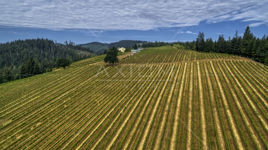 Rows of grapevines at a vineyard in Hood River, Oregon Aerial Stock Photo DXP001_015_0005 | Axiom Images