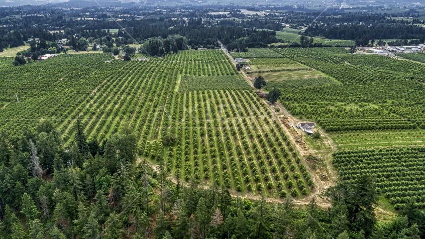 Rows of trees at an orchard in Hood River, Oregon Aerial Stock Photo DXP001_015_0007 | Axiom Images