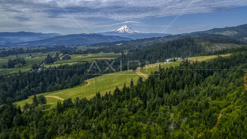 Mt Hood seen from from a hillside vineyard in Hood River, Oregon Aerial Stock Photo DXP001_015_0011 | Axiom Images