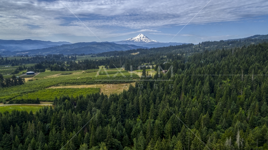 Mt Hood seen from orchards and evergreen forest in Hood River, Oregon Aerial Stock Photo DXP001_015_0012 | Axiom Images
