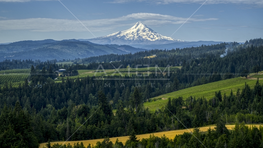 Mt Hood seen from orchards and evergreen trees in Hood River, Oregon Aerial Stock Photo DXP001_015_0013 | Axiom Images
