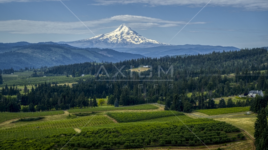 Orchards and evergreen trees with Mt Hood in the distance in Hood River, Oregon Aerial Stock Photo DXP001_015_0014 | Axiom Images