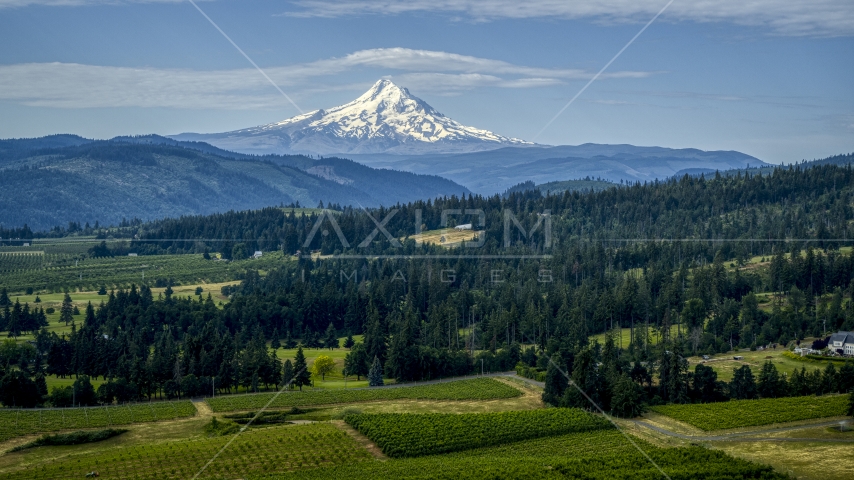 Orchards, evergreen trees, and Mt Hood in the distance in Hood River, Oregon Aerial Stock Photo DXP001_015_0015 | Axiom Images