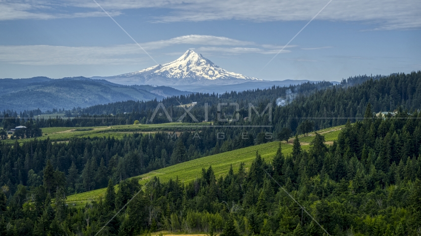 Orchards, evergreen trees, and snowy Mt Hood in the distance in Hood River, Oregon Aerial Stock Photo DXP001_015_0016 | Axiom Images