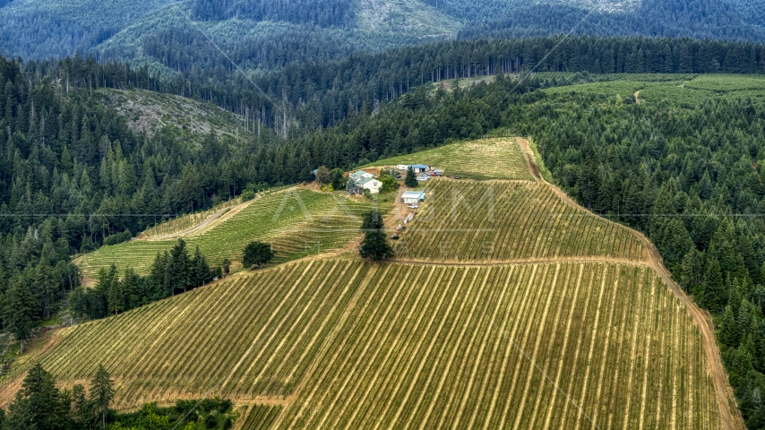 Phelps Creek Vineyards buildings surrounded by rows of grapevines in Hood River, Oregon Aerial Stock Photo DXP001_015_0020 | Axiom Images