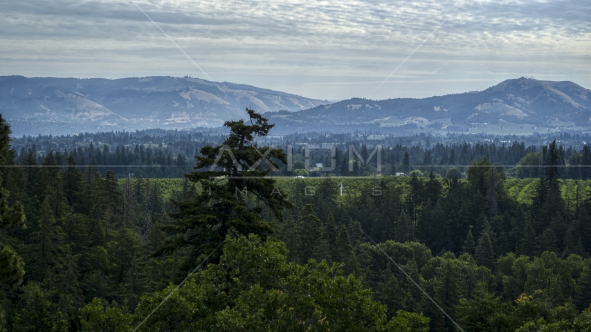 Mountain ridges in the distance seen from trees in Hood River, Oregon Aerial Stock Photo DXP001_015_0025 | Axiom Images