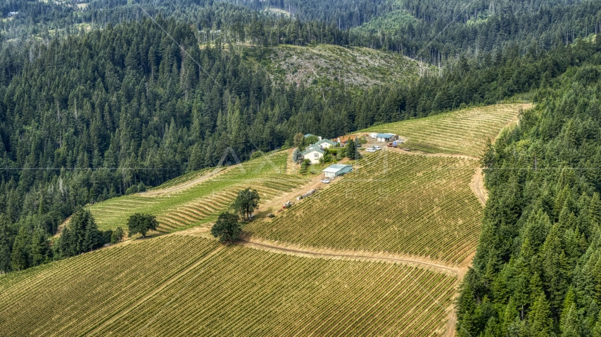 The Phelps Creek Vineyards on a hilltop covered with grapevine rows in Hood River, Oregon Aerial Stock Photo DXP001_016_0003 | Axiom Images